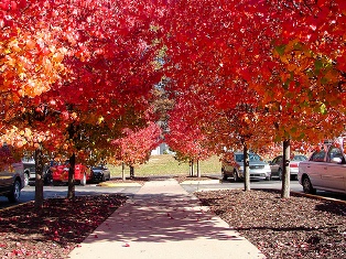 Autumn parking lot