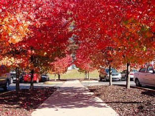 autumn-parking-lot.jpg